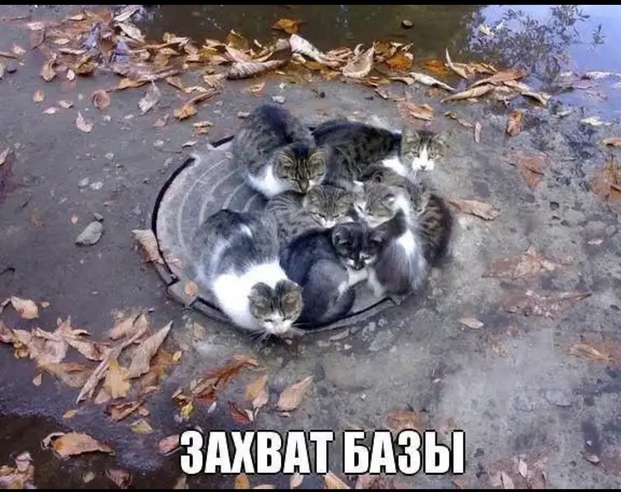 Аватар сообщества Котики